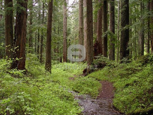 SKUBIAI IR BRANGIAI PERKAME MIŠKUS RADVILIŠKIO RAJONE