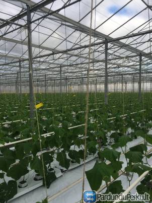 SKUBIAI REIKALINGOS 2 MOTERYS DIRBTI ŠILTNAMIUOSE