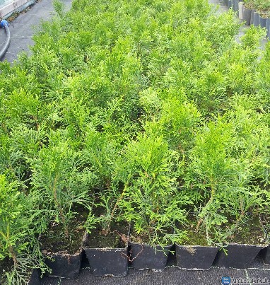 Smaragdinės tujos kadagiai pušys bonsai