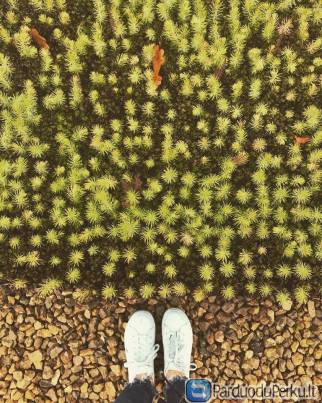 Spygliuočių sodinukai