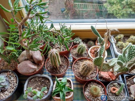 sukulentai/kaktusai/kt.gėlės