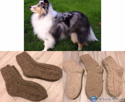 Šuns vilnos kojinės