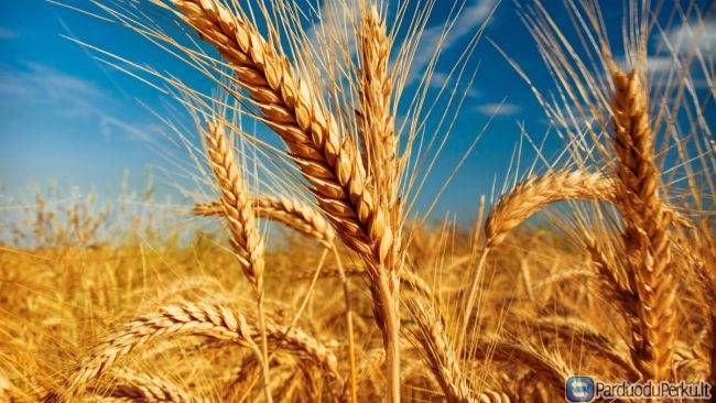 Superku pašarinius ir nekondicinius kviečius