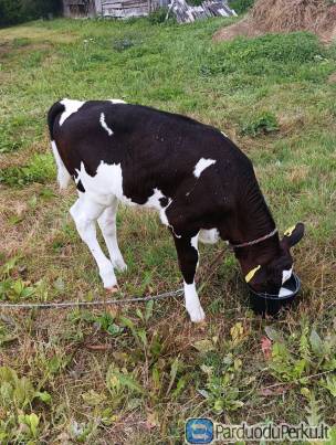 Teličaite gimusi 07.28