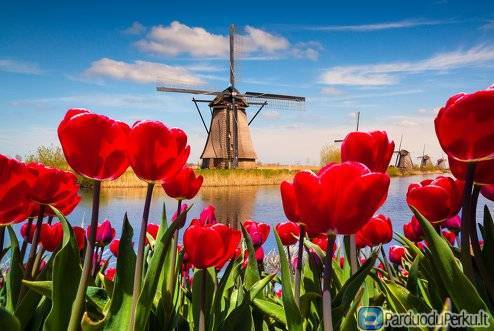 TIESIOGINIS ĮDARBINIMAS OLANDIJOJE