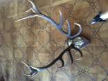 Trofejiniai elnio ragai(dideli)