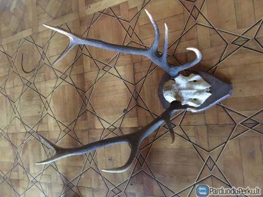 Trofejiniai elnio ragai