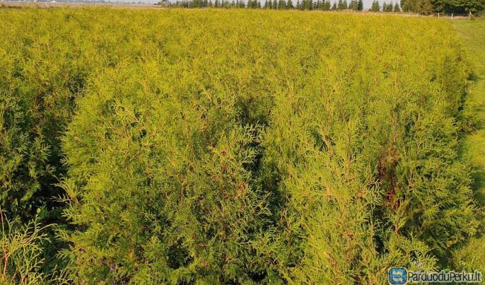 TUJOS GYVATVORĖMS ir ne tik!