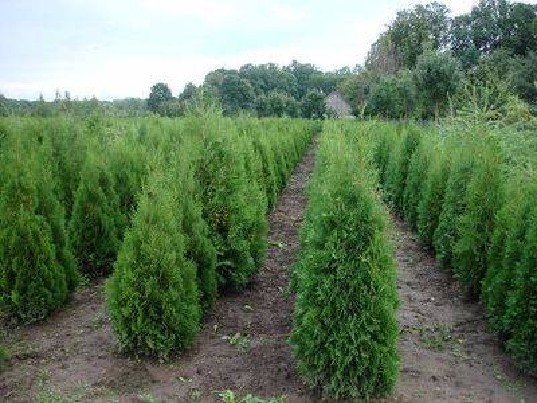 Tujos ir kiti dekoratyviniai medeliai