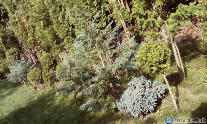 Dekoratyviniai augalai