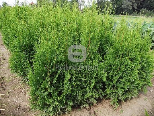 Tujos tiesiai iš dirvos