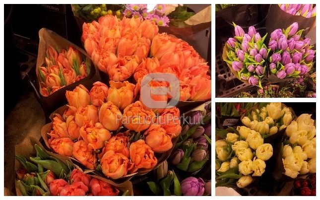 Tulpės mylimoms moterims