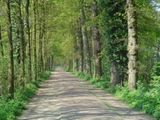 UAB Dzūkų miškas - parduoda mišką