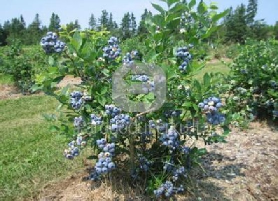 UOGAKRŪMIŲ SODINUKAI