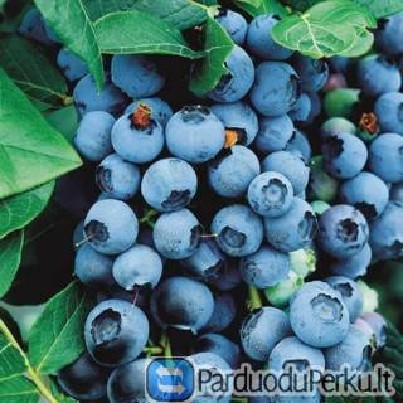 VAISKRŪMIAI, DEKORATYVINIAI AUGALAI.