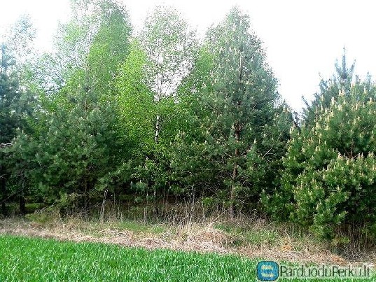 Valome savaiminiu mišku apaugusius sklypus.