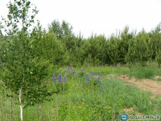 Valome savaiminiu mišku apaugusius sklypus.