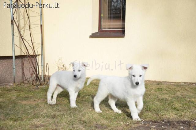 Šveicarų Baltieji aviganiai - sulaukta vada C