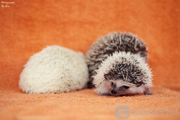 Veislynas parduoda Afrikos nykštukinius ežius