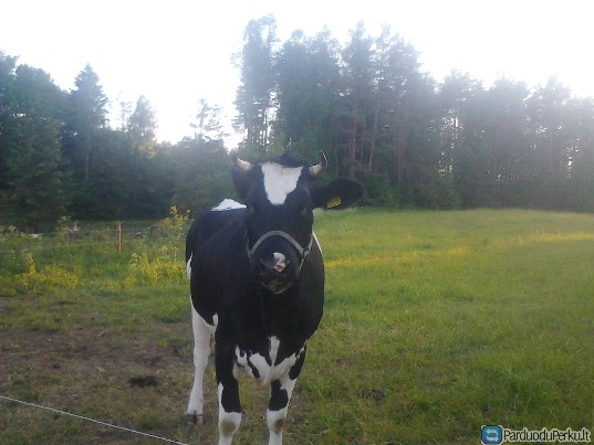 Veršinga karvė ir 2 telyčios