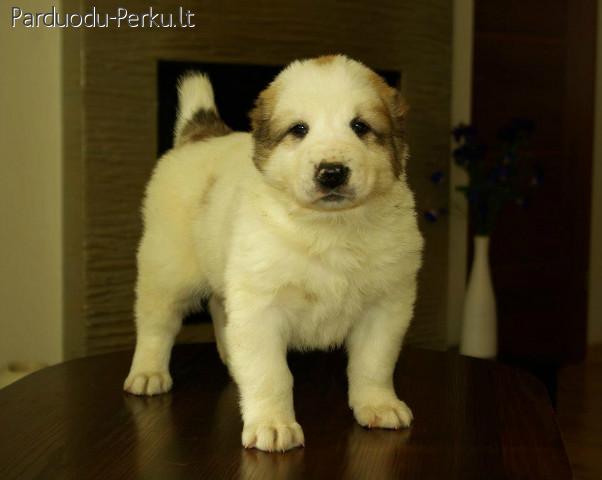 VIDURINES AZIJOS AVIGANIAI