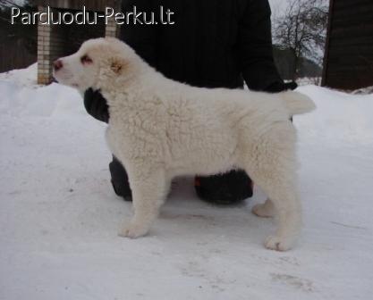 Vidurinės Azijos aviganis