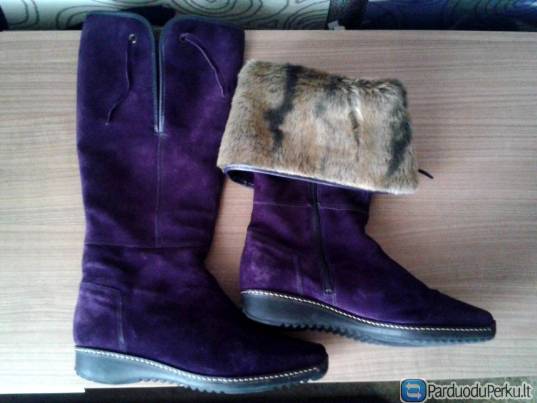 Violetiniai verstos odos ilgaauliai