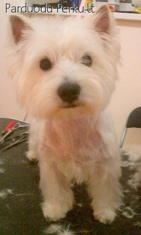 VISŲ VEISLIŲ ŠUNŲ IR KAČIŲ KIRPIMAS + DOVANOS