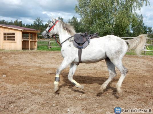 Žirgas. Parduodu.