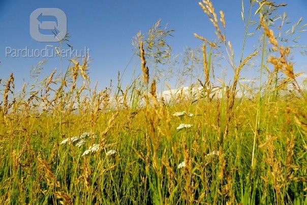 Žolės pjovimas trimeriu, vejapjove