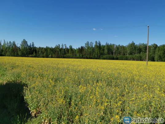 Žūb išsinuomotų arba pirktų žemę