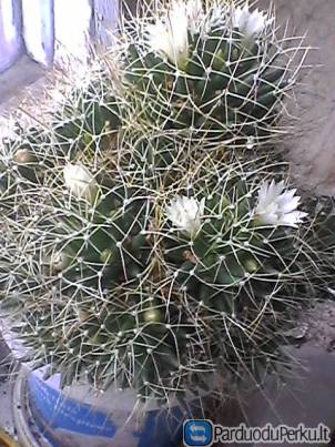 Parduodu kaktusą, 9 eur