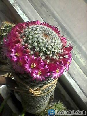 Parduodu kaktusą, 15 eur