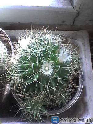 Parduodu kaktusą, 3 eur