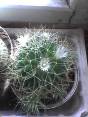 Parduodu kaktusą, 3 eur