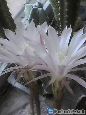 Parduodu kaktusą, 5 eur