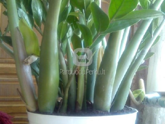 Žydintis pinigų medis